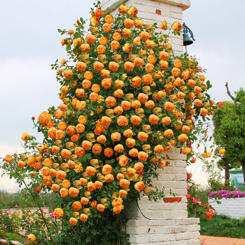 🌹 Climbing Rose Seeds