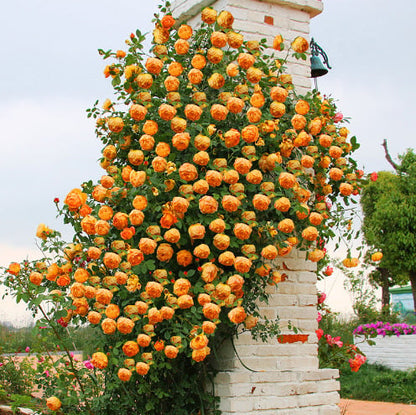 🌹 Climbing Rose Seeds