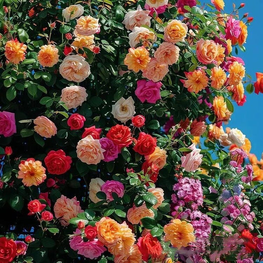 🌹 Climbing Rose Seeds