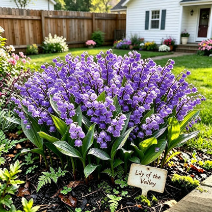 💐Lily of The Valley Perennial Flower Bulbs—Easy to Grow, Rich Scented，Perfect for Outdoor & Indoor
