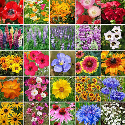🔥💝Premium Cold-Hardy Mixed Perennial Seeds