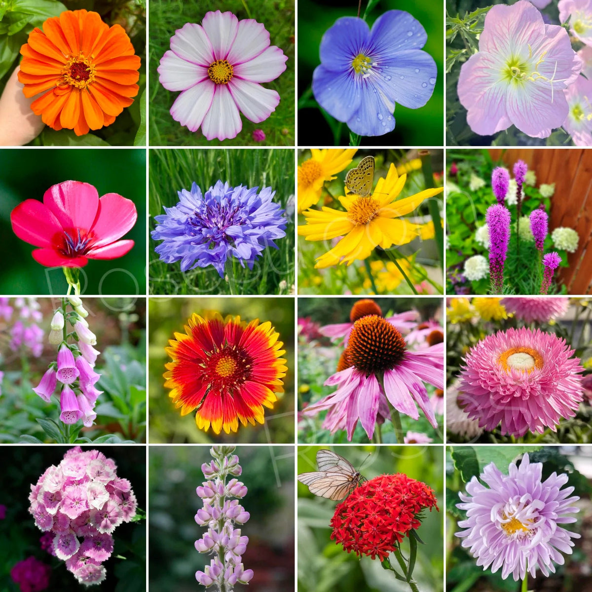 🔥💝Premium Cold-Hardy Mixed Perennial Seeds