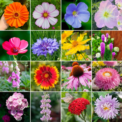 🔥💝Premium Cold-Hardy Mixed Perennial Seeds