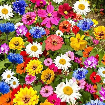 🔥💝Premium Cold-Hardy Mixed Perennial Seeds