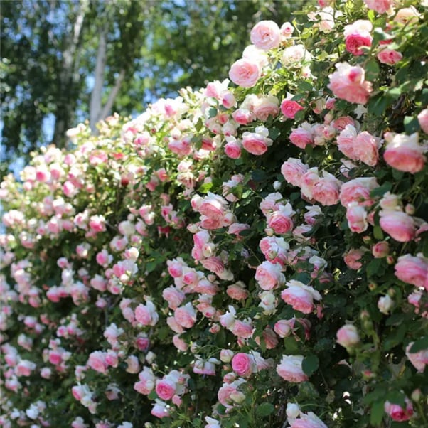 🌹 Climbing Rose Seeds