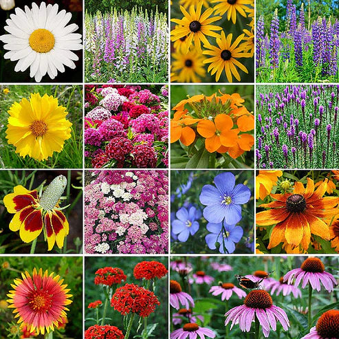 🔥💝Premium Cold-Hardy Mixed Perennial Seeds
