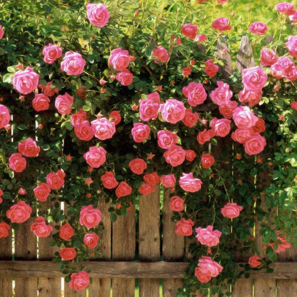 🌹 Climbing Rose Seeds