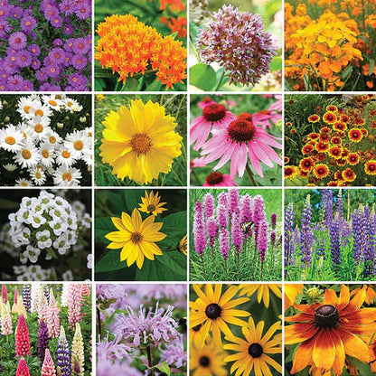 🔥💝Premium Cold-Hardy Mixed Perennial Seeds
