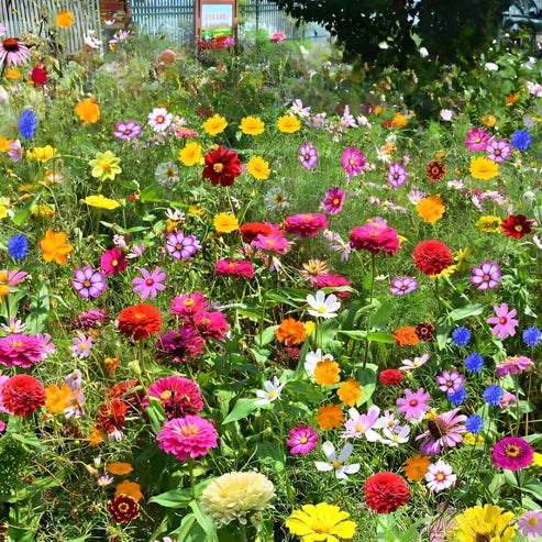 🔥💝Premium Cold-Hardy Mixed Perennial Seeds