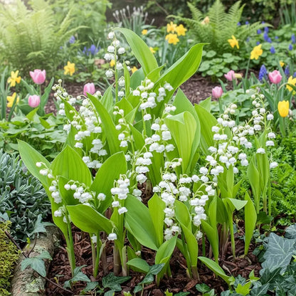 💐Lily of The Valley Perennial Flower Bulbs—Easy to Grow, Rich Scented，Perfect for Outdoor & Indoor