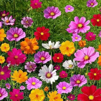 🔥💝Premium Cold-Hardy Mixed Perennial Seeds