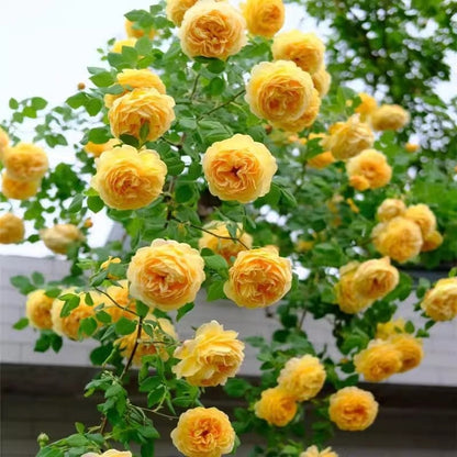🌹 Climbing Rose Seeds
