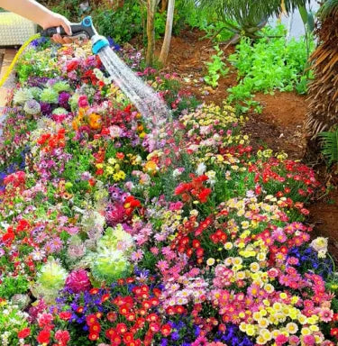 🔥💝Premium Cold-Hardy Mixed Perennial Seeds