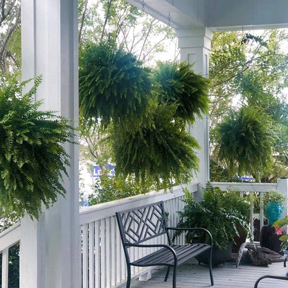 🌱 UV-Resistant Lifelike Artificial Boston Fern