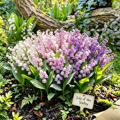 💐Lily of The Valley Perennial Flower Bulbs—Easy to Grow, Rich Scented，Perfect for Outdoor & Indoor