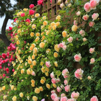 🌹 Climbing Rose Seeds