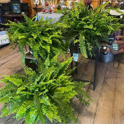 🔥Last Day 50% OFF🔥Oversized Pre-Lit Artificial Boston Ferns --No watering, No fading