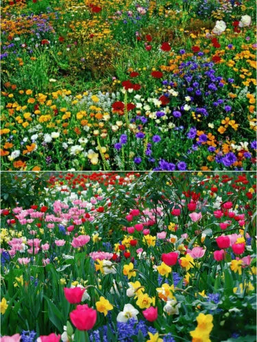 🔥💝Premium Cold-Hardy Mixed Perennial Seeds