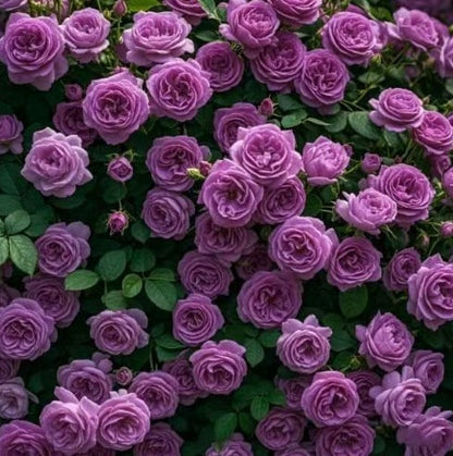 🌹 Climbing Rose Seeds