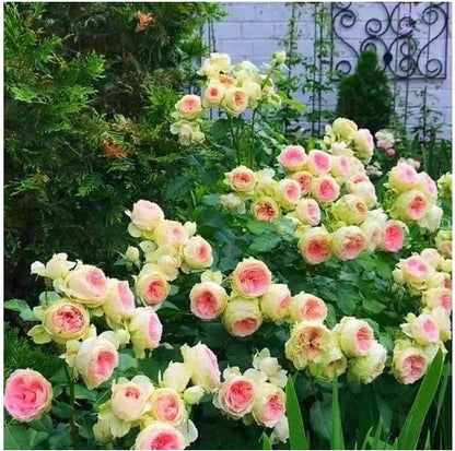 🌹 Climbing Rose Seeds