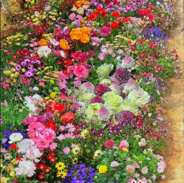 🔥💝Premium Cold-Hardy Mixed Perennial Seeds