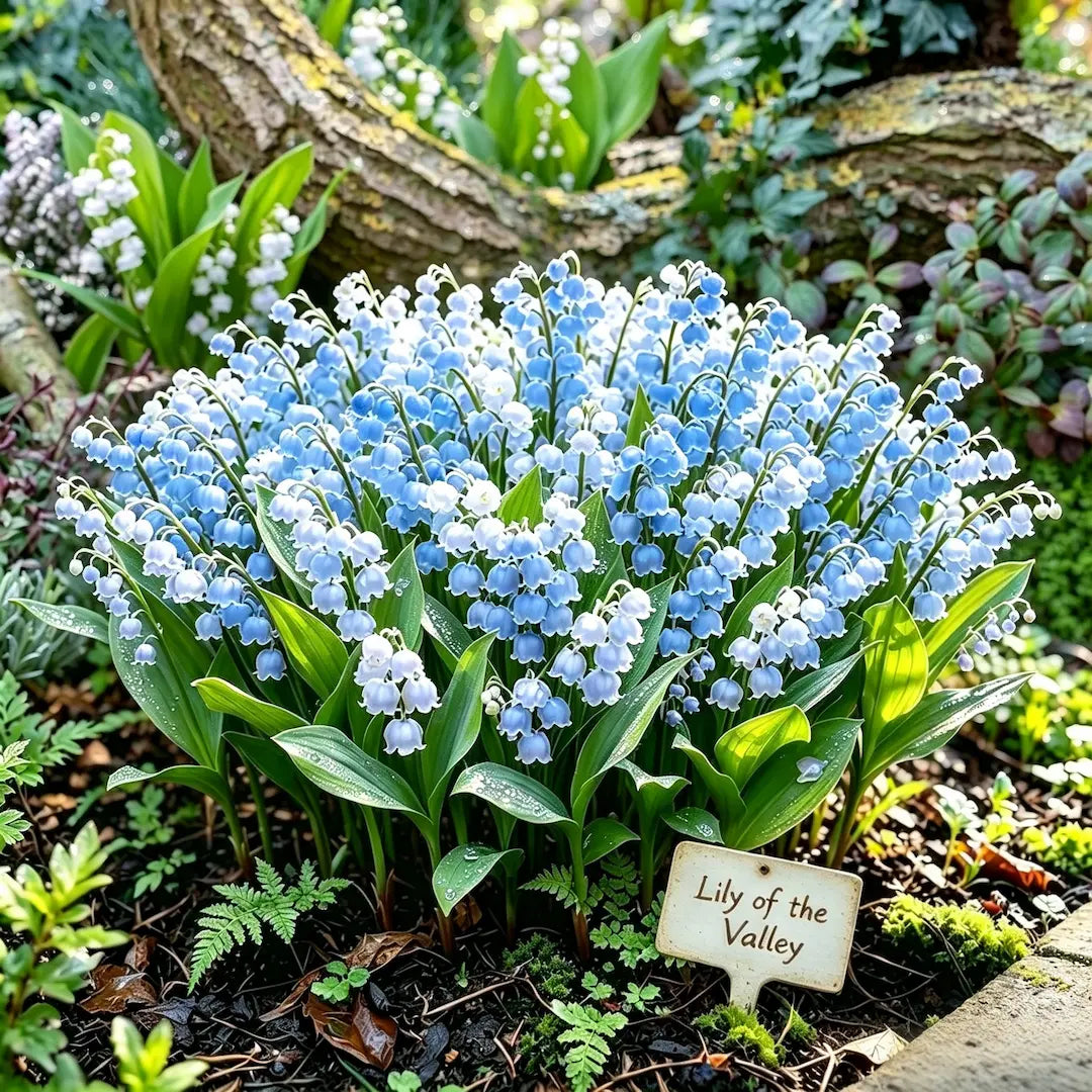 💐Lily of The Valley Perennial Flower Bulbs—Easy to Grow, Rich Scented，Perfect for Outdoor & Indoor