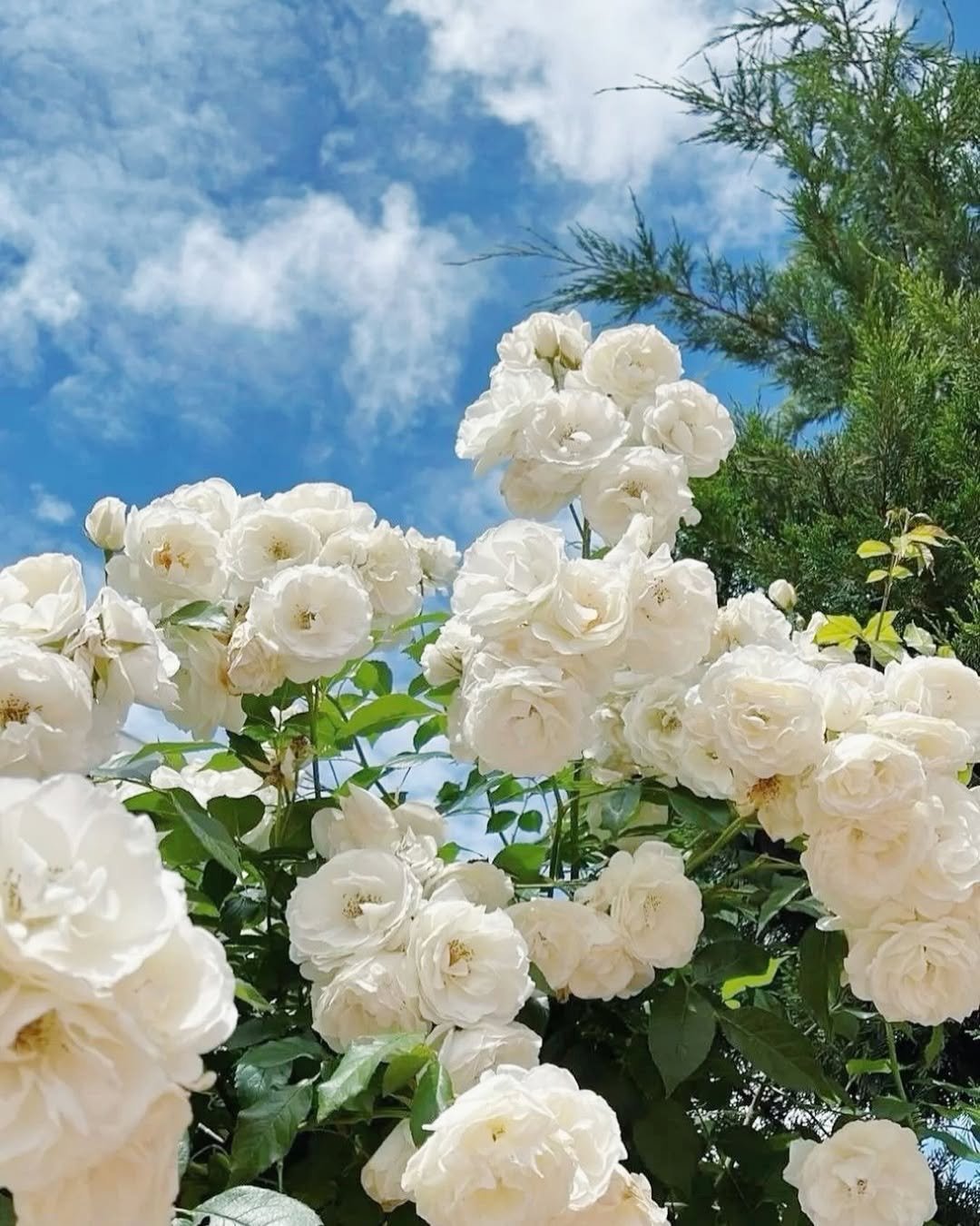 🌹 Climbing Rose Seeds