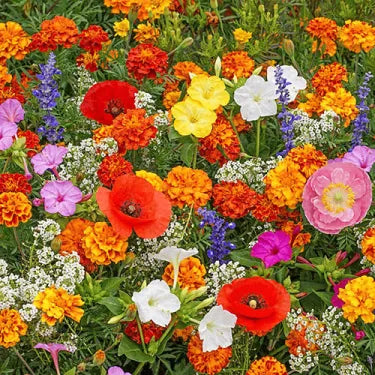 🔥💝Premium Cold-Hardy Mixed Perennial Seeds