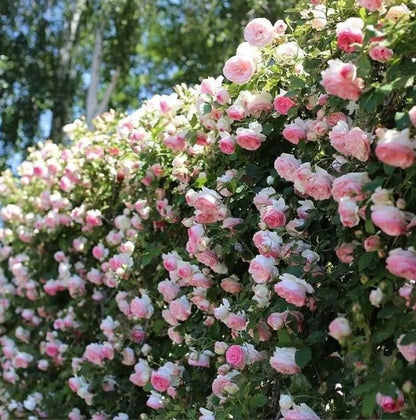 🌹 Climbing Rose Seeds