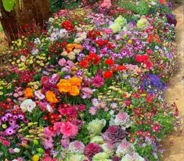 🔥💝Premium Cold-Hardy Mixed Perennial Seeds