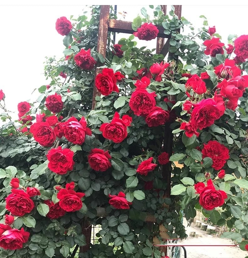 🌹 Climbing Rose Seeds