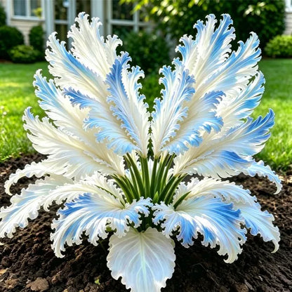🌱Rare Swan Feather Hosta Bulbs -🦢 Graceful Foliage That Unfolds Like Swan Wings