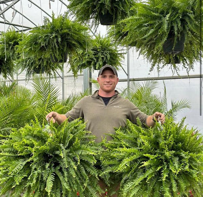 🔥Last Day 50% OFF🔥Oversized Pre-Lit Artificial Boston Ferns --No watering, No fading
