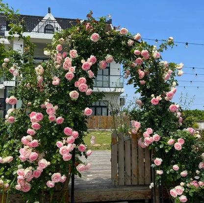 🌹 Climbing Rose Seeds