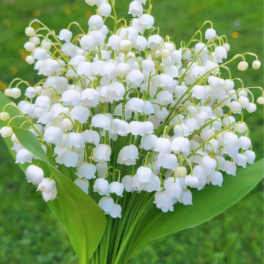 💐Lily of The Valley Perennial Flower Bulbs—Easy to Grow, Rich Scented，Perfect for Outdoor & Indoor