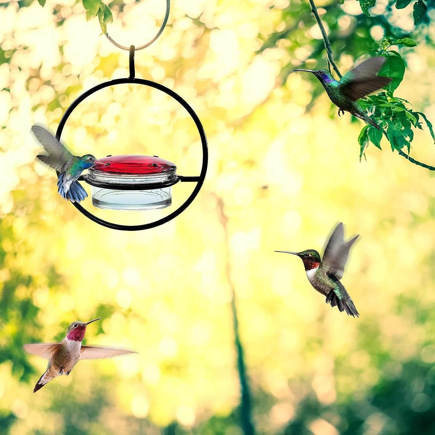 🎉Hummble Slim Hummingbird Feeder