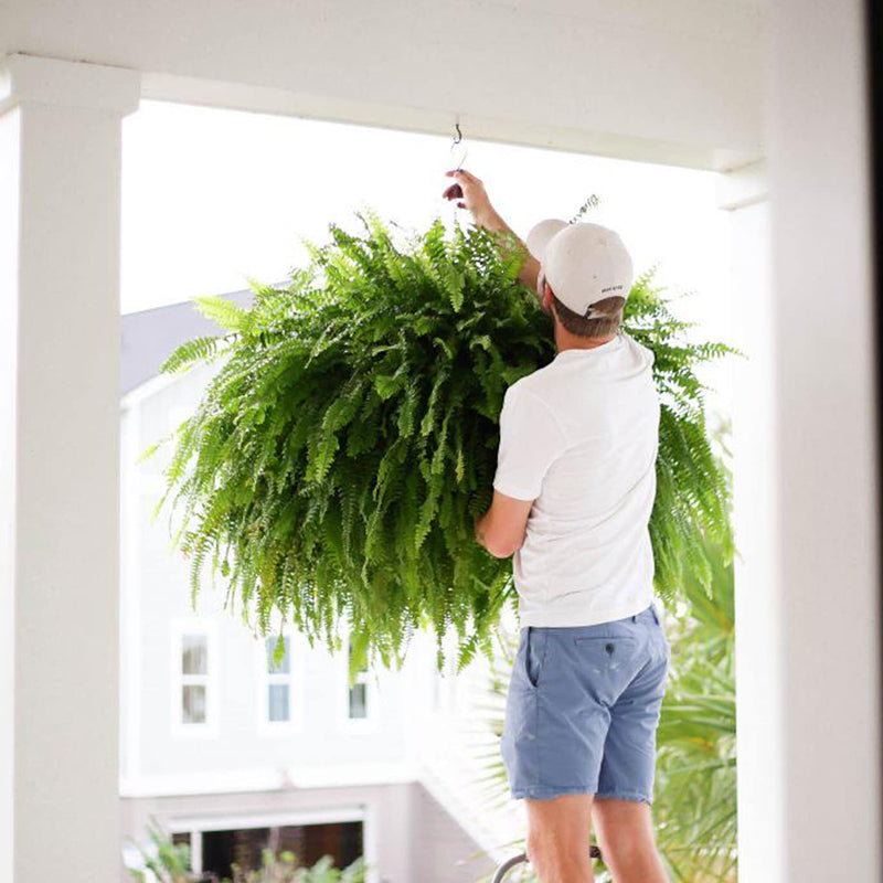 🔥Last Day 50% OFF🔥Oversized Pre-Lit Artificial Boston Ferns --No watering, No fading