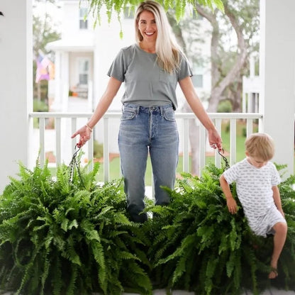🔥Last Day 50% OFF🔥Oversized Pre-Lit Artificial Boston Ferns --No watering, No fading