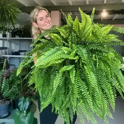 🔥Last Day 50% OFF🔥Oversized Pre-Lit Artificial Boston Ferns --No watering, No fading