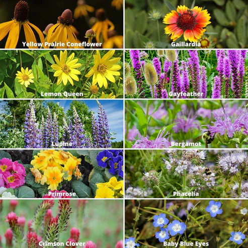 🔥💝Premium Cold-Hardy Mixed Perennial Seeds