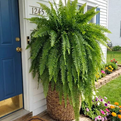 🌱 UV-Resistant Lifelike Artificial Boston Fern