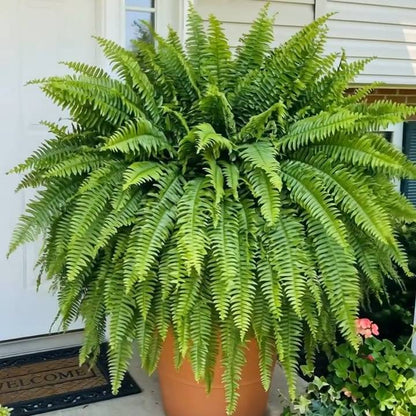 🌱 UV-Resistant Lifelike Artificial Boston Fern