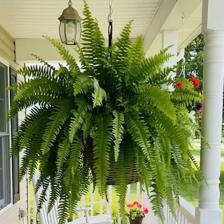 🌱 UV-Resistant Lifelike Artificial Boston Fern